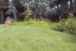 Buffalo grass as a turfgrass