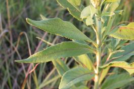 Curlytop ironweed plant stalk with leaves