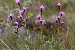 Cylindrical blazing star plant viewed from side in habitat