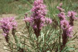 Dotted blazing star growing in a sunny, open area