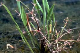 Grass-leaved water plantain growing as emergent aquatic plant in shallow water