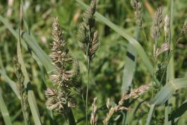 Orchard grass leaves and flowering stems, growing in a field