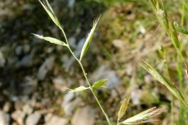 Poverty grass blooming spikelets on flowering stem