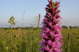 Top of a prairie blazing star’s floral spike, with the sky and prairie visible in the background
