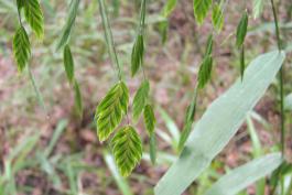 River oats plants, green in early season