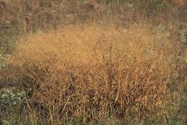 Switchgrass colony in a grassland in late summer