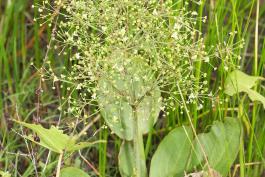 Vertical image of a water plantain plant growing and blooming in habitat