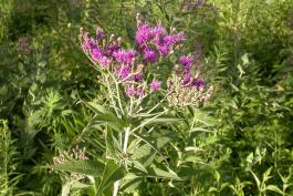 Western ironweed plant growing among several other plants