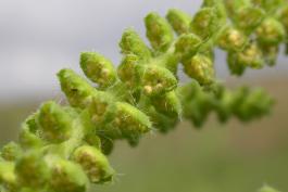 Common ragweed closeup of male flower clusters