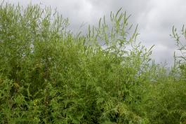 Several large common ragweed plants viewed against a cloudy sky
