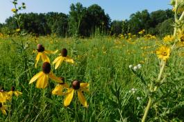 Marshall Diggs Conservation Area prairie landscape with gray-headed coneflower and compass plant