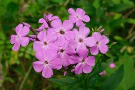 Perennial or summer phlox flower cluster blooming at Wilson Camp Access, Miller County, Missouri