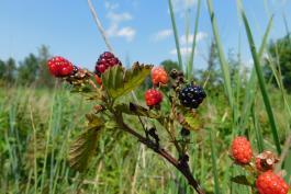 Blackberries ripening at William S. Lowe Conservation Area, Audrain County