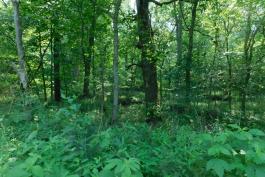 Clarence L. Northcutt Memorial Conservation Area wooded landscape