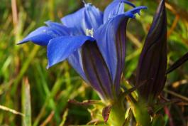 Side view of downy gentian flower, full anthesis, showing funnelform corolla with spreading lobes