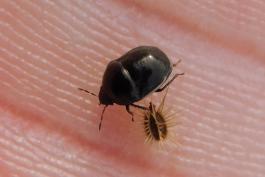 Ebony bug resting near a Queen Anne’s lace seed in the palm of a person’s hand
