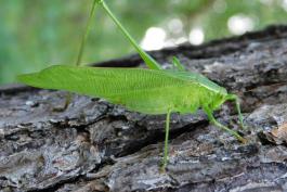 Fork-tailed bush katydid resting on a tree trunk