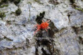 True velvet mite walking on a dolomite outcrop at Painted Rock Conservation Area