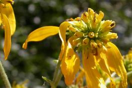 Yellow ironweed blooming flowerhead