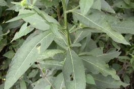 Yellow ironweed plant stalk showing leaves