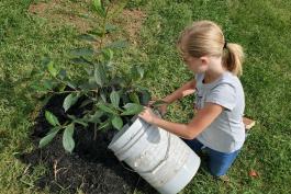 Girl pouring a bucket of water onto a newly planted black gum tree, Park Hills, Missouri
