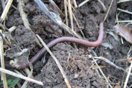 Jumping worm resting on soil, turned slightly so that underside is visible