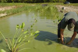 Man planting aquatic plants in shallow water