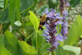 Snowberry clearwing moth feeding on pickerel weed flower