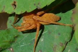 Nursery web spider on a leaf