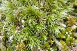 Broom moss, or fork moss, Dicranum species