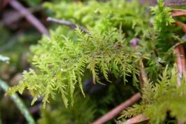 Fern moss, Thuidium species