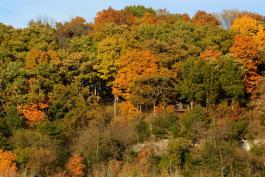 View of Hart Creek Conservation Areas bluffs during fall, showing fall color and the overlook platform