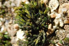 Beard moss, Schistidium species, half-dry, growing on concrete wall