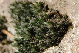 Silver Beard Moss, or grimmia dry rock moss, Grimmia laevigata