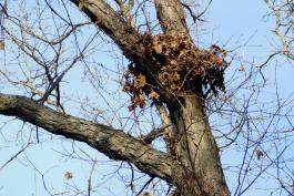 Leafy nest of a tree squirrel positioned in the branches of a hickory tree
