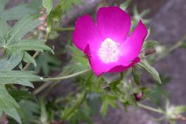 Purple poppy mallow plant with flower and leaves