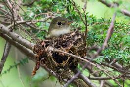 Acadian flycatcher sitting in nest among small tree branches