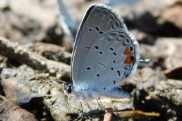 Eastern tailed-blue butterfly taking moisture from damp soil near McCredie Farm Lake