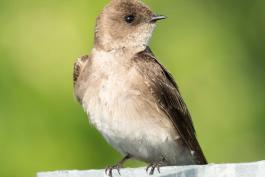 Northern rough-winged swallow perched atop a galvanized post