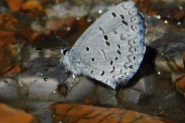 Spring azure taking moisture from a chert rock surface in Clifty Creek