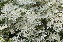 Sweet autumn virginsbower (autumn clematis) masses of flower clusters