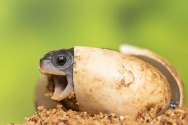baby box turtle hatching