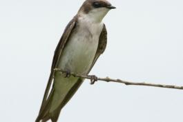 Female tree swallow perched on a thin branch tip