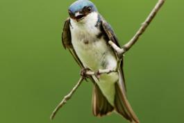 Tree swallow perched on a slender twig, bill open
