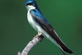 Adult tree swallow perched on a small branch, viewed from side