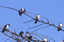 Several tree swallows perched in the branches of a tree