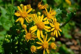 Butterweed blooming at Mokane Access, April 26, 2020