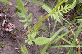 Prairie ragwort stem showing stem leaves and basal leaves