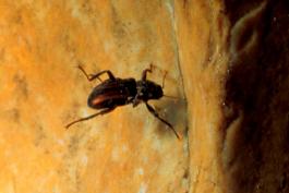 Adult riffle beetle walking on a rock in an aquarium