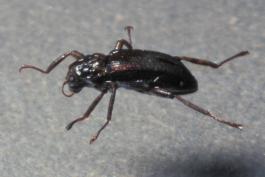 Adult riffle beetle photographed in water in a dish